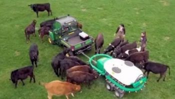 機(jī)械化養(yǎng)牛聽(tīng)起來(lái)就高大上，但在我國(guó)真的適合嗎？